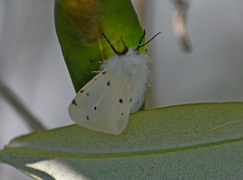 Spilosoma? No, Hyphantria cunea